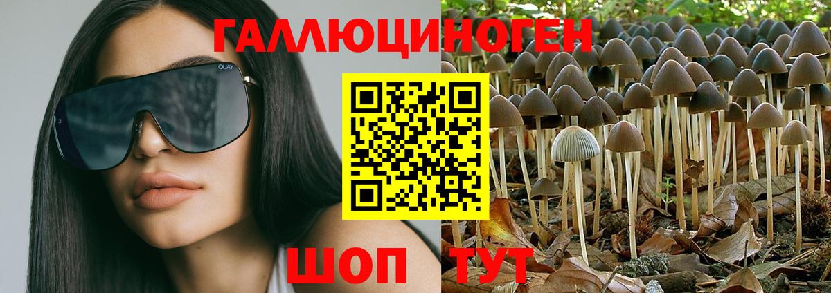 Псилоцибиновые грибы Psilocybe Гатчина
